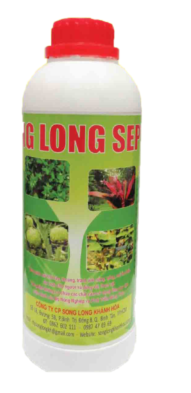 SONG LONG SEPTOMINE (Chai)